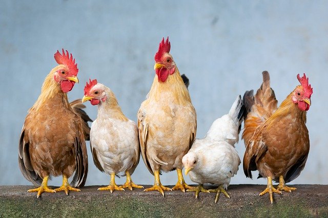 Ayam Berkembang Biak Dengan Cara