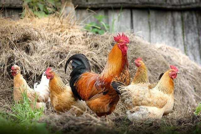 Cara berkembang biak ayam
