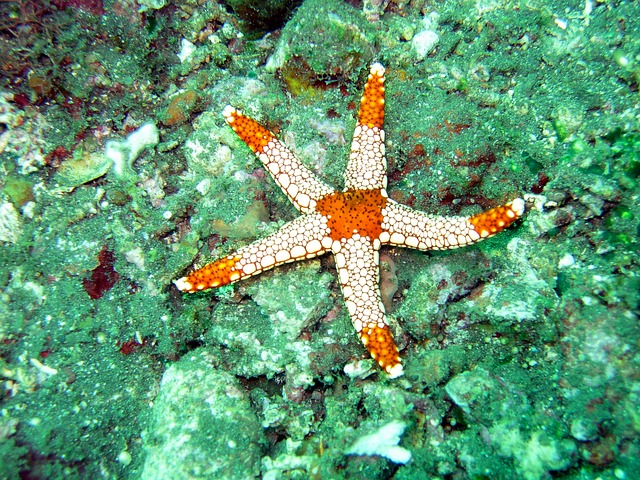 Cara berkembang biak bintang laut