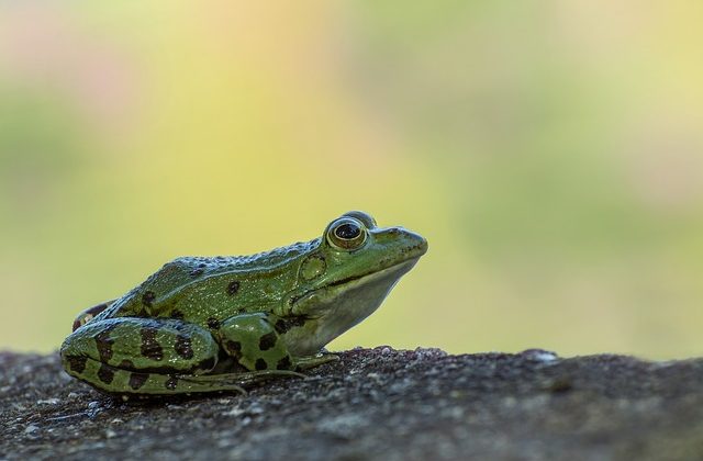   Katak Berkembang Biak Dengan Cara   Combinesia