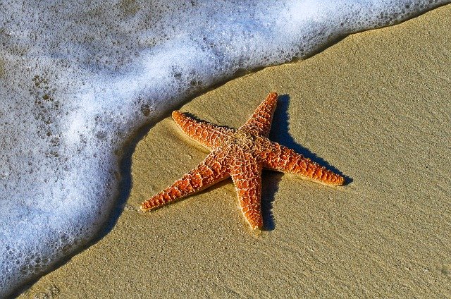 Bintang laut berkembang biak dengan cara