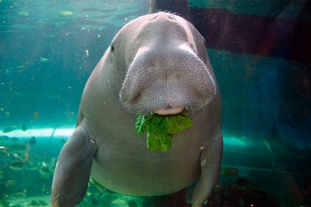 dugong berkembang biak dengan cara