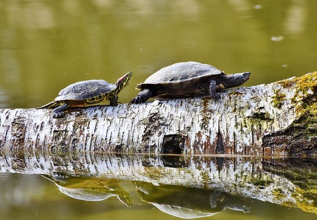 kura-kura berkembang biak dengan cara