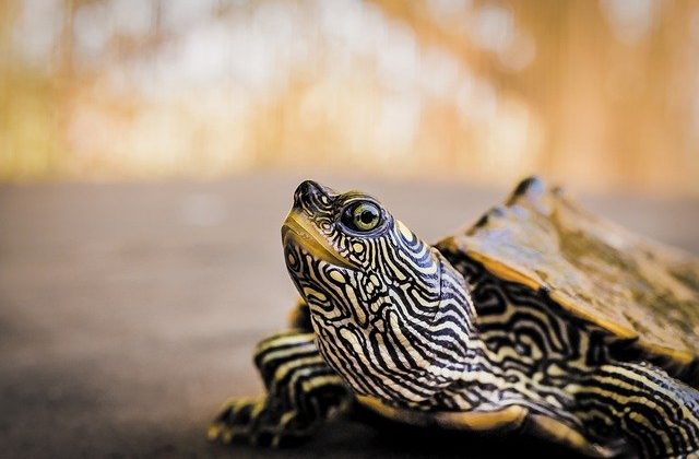 Kura Kura Berkembang Biak Dengan Cara Combinesia