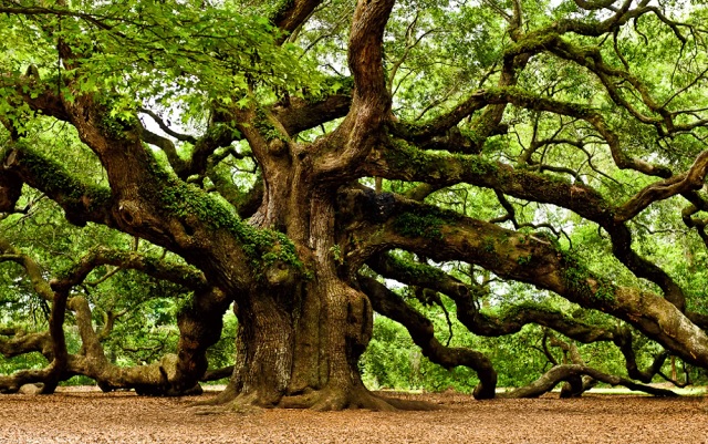 Pohon ek atau oak banyak di jumpai dan tumbuh dengan baik di negara