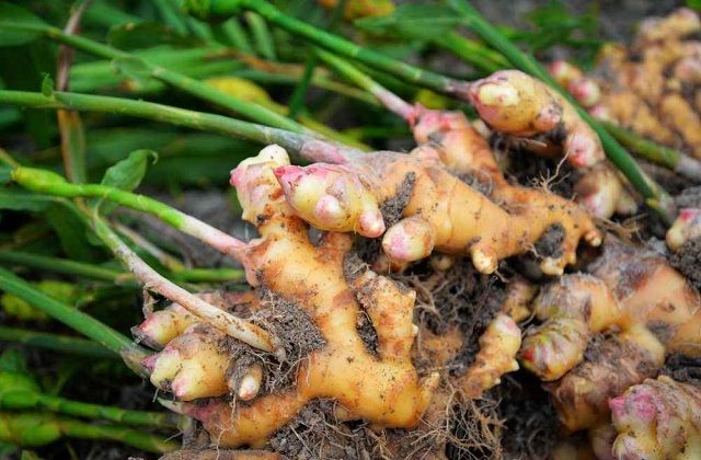   Jahe Berkembang  Biak  Dengan  Cara   Combinesia