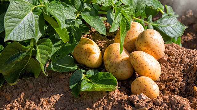 kentang berkembang biak dengan cara