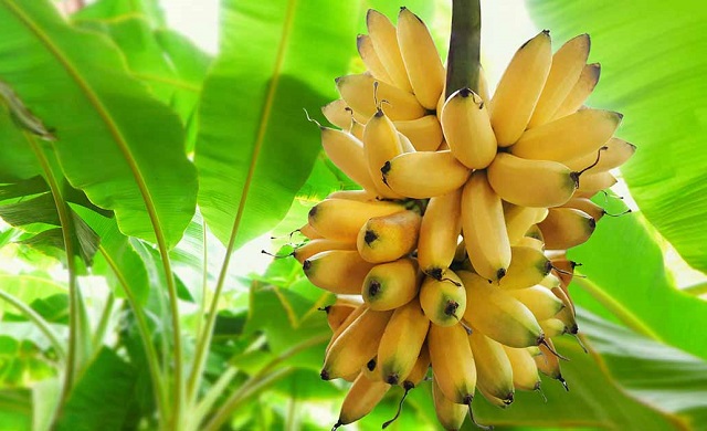 pohon pisang berkembang biak dengan cara