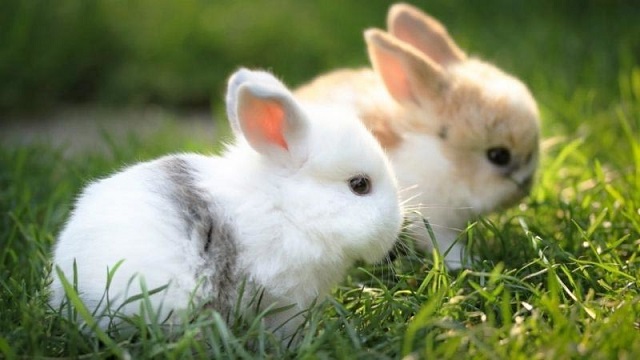 kelinci berkembang biak dengan cara