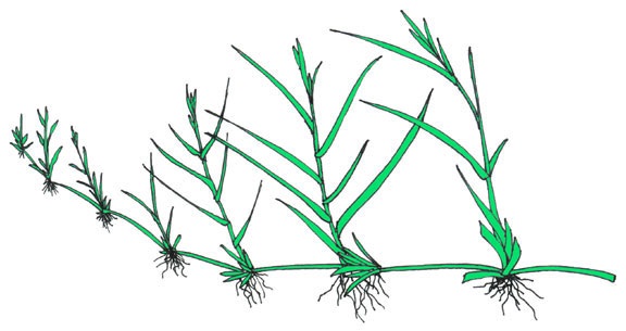 Cara berkembang biak rumput teki