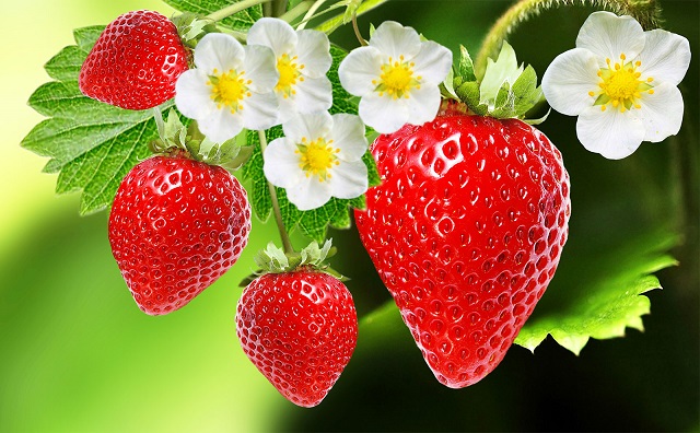 strawberry berkembang biak dengan cara