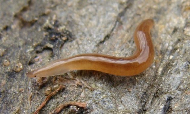 Biologi Combinesia Biologi Combinesia